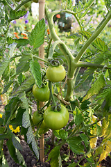 Image showing Green unripe Ferline tomatoes grow on the vine of a tomato plant