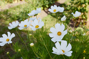 Image showing Numerous white cosmos blooms, Dwarf Sensation