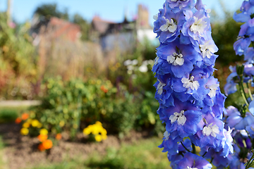 Image showing Blue delphinium blooms with white centres in a sunny garden
