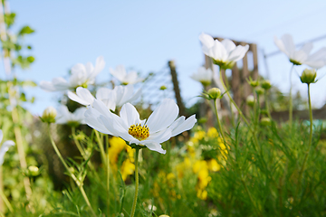 Image showing White cosmos flower, Dwarf Sensation