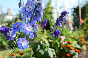 Image showing Light blue delphinium against colourful flower garden