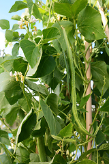 Image showing Long runner bean among lush foliage and white flowers