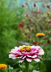 Image showing Pink Zinnia Whirligig flower against lush flower bed