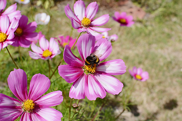 Image showing Bumble bee feeding from pink and white Cosmos flower