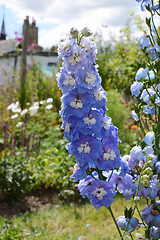 Image showing Light blue delphinium flowers against a rural flower garden