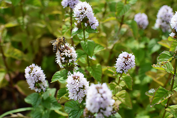 Image showing Honeybee taking nectar from white mint flowers