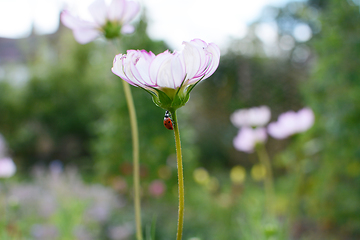 Image showing Harlequin ladybird climbs stem of Cosmos Peppermint Rock flower