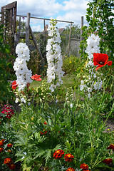 Image showing White delphinium flowers with poppies and marigolds