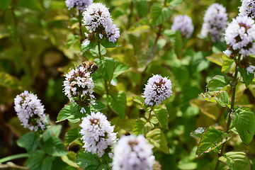 Image showing Honeybee pollinator among white flowers of a mint plant 