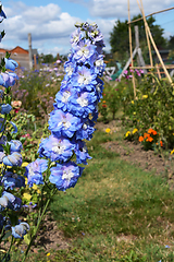 Image showing Tall flower spike of delphinium Aurora in a rural garden