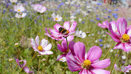 Image showing Bumble bee taking nectar from Cosmos flowers