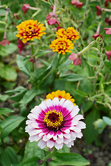 Image showing Multi-coloured pink and magenta Zinnia Whirligig flower 