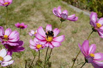 Image showing Bumblebee pollinating pink Cosmos Peppermint Rock flowers