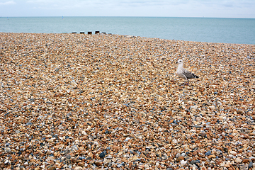 Image showing Seagull walks across shingle beach in Eastbourne