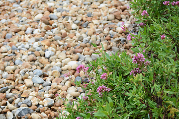 Image showing Red Valerian growing wild on pebble beach in Eastbourne