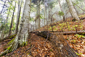 Image showing Foggy natural forest with fallen trees and tree with signs cuts