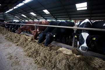 Image showing Feeding cows