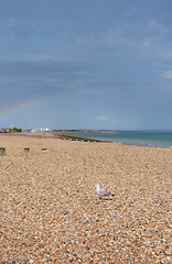 Image showing Seagull in sunshine on a pebble beach, rainbow arches across sky