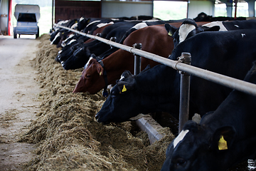 Image showing Feeding cows