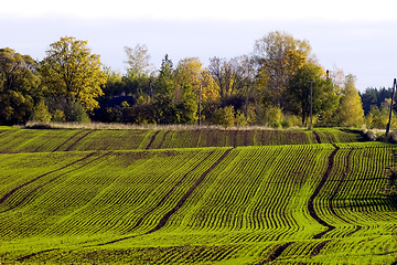 Image showing Winter crop field