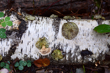 Image showing Round discs of bracket fungus on a fallen silver birch log