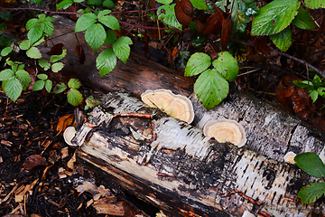 Image showing Bracket fungus growing on the side of a rotting silver birch log