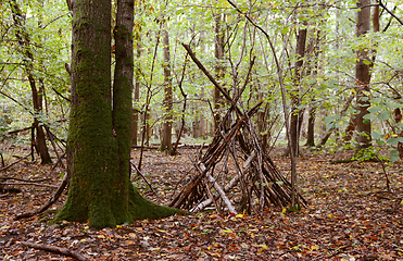 Image showing Improvised wigwam shelter built from fallen branches 