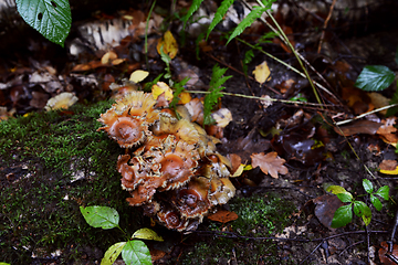 Image showing Small brown fungus grows on a wet, mossy log 