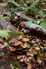 Image showing Patch of brown toadstools growing on a rotting log 