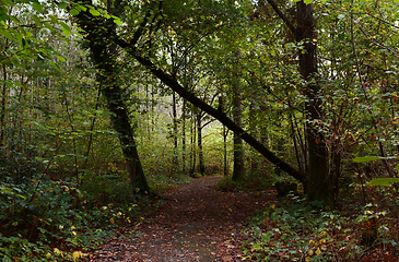 Image showing Woodland path leads through trees with large fallen oak across p