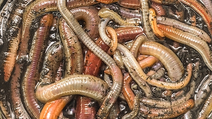 Image showing Many earthworms crawling together closeup photo