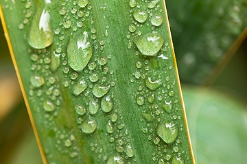 Image showing leaf on ground covered with raindrops