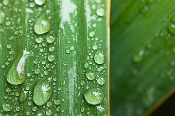 Image showing leaf on ground covered with raindrops