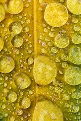 Image showing leaf on ground covered with raindrops