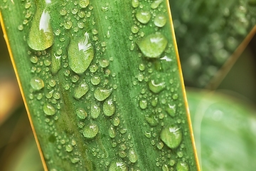 Image showing leaf on ground covered with raindrops