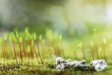 Image showing Small moss plant on the ground with selective focus