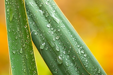 Image showing leaf on ground covered with raindrops