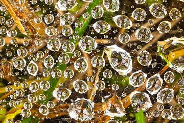 Image showing Spider web in morning dew