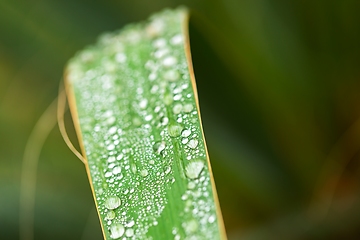 Image showing leaf on ground covered with raindrops