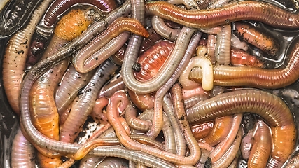 Image showing Many earthworms crawling together closeup photo