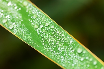 Image showing leaf on ground covered with raindrops