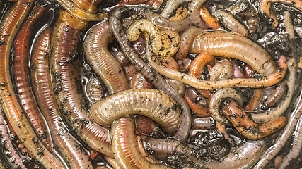 Image showing Many earthworms crawling together closeup photo