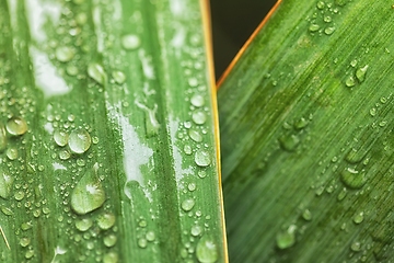 Image showing leaf on ground covered with raindrops