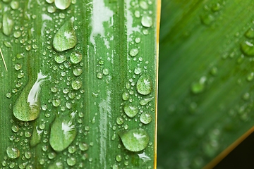 Image showing leaf on ground covered with raindrops