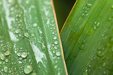 Image showing leaf on ground covered with raindrops