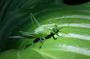 Image showing Green grasshopper