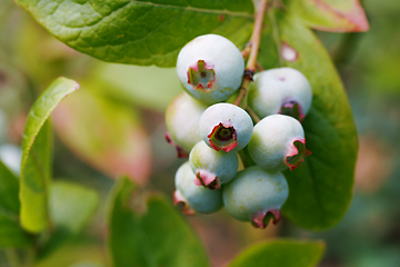 Image showing Unripe blue berry fruit in summer garden