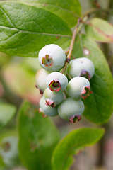 Image showing Unripe blue berry fruit in summer garden