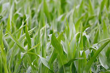 Image showing young green corn field with shallow focus
