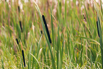 Image showing reeds at the pond in summer